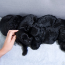 Pictures of the Crown Prince and Crown Princess' family with the nine puppies, July 2013 (Photo: Veronica Melå / Utenfor Allfarvei AS / The Royal Court)
