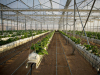Sahara Forest Project