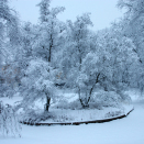 Ice covering one of the park's ponds. Photo: Liv Osmundsen, The Royal Court.