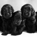 Puppies. Published 12.07.2013. Handout pictures from the Royal Court. For editorial use only &#150; not for sale. Photo: . Foto: Veronica Melå / Utenfor Allfarvei AS / the Royal Court.