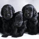 Puppies. Published 12.07.2013. Handout pictures from the Royal Court. For editorial use only &#150; not for sale. Photo: . Foto: Veronica Melå / Utenfor Allfarvei AS / the Royal Court.