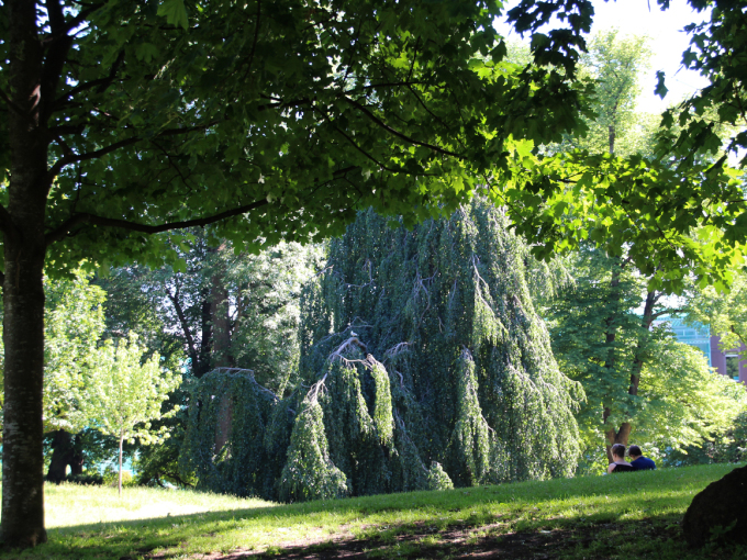 Den delen av Slottsparken som kalles Dronningparken har vært parkanlegg helt siden 1700-tallet. Foto: Liv Osmundsen, Det kongelige hoff