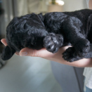Pictures of the Crown Prince and Crown Princess' family with the nine puppies, July 2013 (Photo: Veronica Melå / Utenfor Allfarvei AS / The Royal Court)