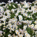 800 hvitveis skal bli en del av blomsterdekoren under gallamiddagen på Slottet. Foto: Ole Johan Hildre, Det kongelige hoff