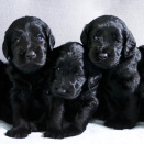 Pictures of the Crown Prince and Crown Princess' family with the nine puppies, July 2013 (Photo: Veronica Melå / Utenfor Allfarvei AS / The Royal Court)