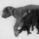 Milly Kakao with her puppies. Published 12.07.2013. Handout pictures from the Royal Court. For editorial use only &#150; not for sale. Photo: . Foto: Veronica Melå / Utenfor Allfarvei AS / the Royal Court.