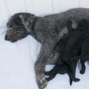 Milly Kakao with her puppies. Published 12.07.2013. Handout pictures from the Royal Court. For editorial use only &#150; not for sale. Photo: . Foto: Veronica Melå / Utenfor Allfarvei AS / the Royal Court.