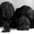 Puppies. Published 12.07.2013. Handout pictures from the Royal Court. For editorial use only &#150; not for sale. Photo: . Foto: Veronica Melå / Utenfor Allfarvei AS / the Royal Court.