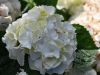 Oscarshall: Hortensia
