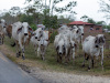 Colombia: El Torno