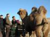 Mongolia: Livestock