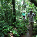 The rainforest often lives up to its name, something King Harald faces as he negotiates the forest outside Demini. (Photo: Rainforest Foundation Norway / ISA Brazil)