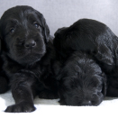 Puppies. Published 12.07.2013. Handout pictures from the Royal Court. For editorial use only &#150; not for sale. Photo: . Foto: Veronica Melå / Utenfor Allfarvei AS / the Royal Court.