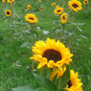The Crown Princess' brithday - 19 August - was celebrated with an outdoor Church Service in the Palace Park on Sunday 18. Sunflowers adorned the "church" (Photo:The Royal Court)