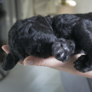 A puppy in the hand ... Published 12.07.2013. Handout pictures from the Royal Court. For editorial use only &#150; not for sale. Photo: . Foto: Veronica Melå / Utenfor Allfarvei AS / the Royal Court.