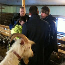 10 February: Crown Prince Haakon visits the goat shed together with "the Musketeers" at Nordgård fram (Photo: Liv Anette Luane Kristensen, The Royal Court)