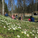 800 hvitveis skal bli en del av blomsterdekoren under gallamiddagen på Slottet. Foto: Ole Johan Hildre, Det kongelige hoff