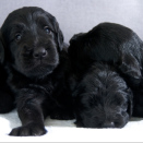 Pictures of the Crown Prince and Crown Princess' family with the nine puppies, July 2013 (Photo: Veronica Melå / Utenfor Allfarvei AS / The Royal Court)