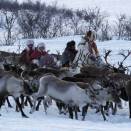 5 February: The Crown Prince and Crown Princess visit a heard of reindeer at Arndni-siida (Govva: Lise Åserud, Scanpix)