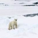 Sighting of a polar bear on the ice along the coast of Svalbard (Photo: Veronica Melå, The Royal Court)