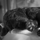 A puppy in the hand ... Published 12.07.2013. Handout pictures from the Royal Court. For editorial use only &#150; not for sale. Photo: . Foto: Veronica Melå / Utenfor Allfarvei AS / the Royal Court.
