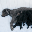 Pictures of the Crown Prince and Crown Princess' family with the nine puppies, July 2013 (Photo: Veronica Melå / Utenfor Allfarvei AS / The Royal Court)