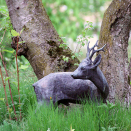 The smallest of the statues in the Palace Park, is the bronze sculpture of a deer, standing on a small island in the pond in The Queen's Park. Photo: Liv Osmundsen, The Royal Court.