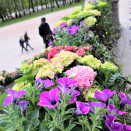 Blomsterdekor på Slottsplassen. Foto: Nina Ilefeldt, Det kongelige hoff