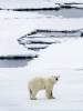 Oden: Polar bear