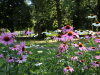 The Palace Park: Summer