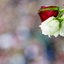 25 July: 150.000 gathers around the Town Hall Square with roses in memory of the victims  (Photo: Erlend Aas / Scanpix)