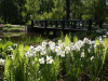 Slottsparken: Broen over isdammen